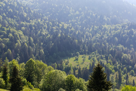 Mountain slope covered with forest with different trees on a foreground in the Carpathian Mountains in the spring sunny morning backlitの写真素材