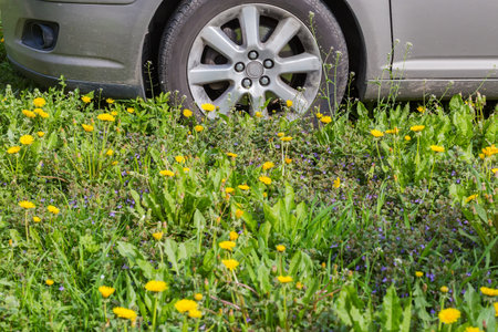 Fragment of the side bottom part of car with front wheel on the meadow overgrown with blooming dandelion and other grass, view with blurred foregroundの写真素材