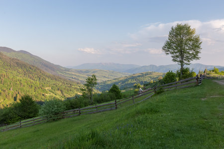 Mountain valley with mountain meadow fenced with log fence on a foreground in the Carpathian Mountains at sunny spring eveningの写真素材