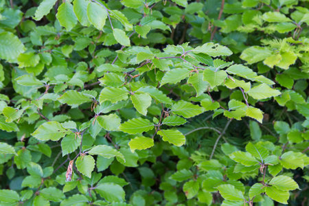 Branches of beech with young spring bright leaves in mountain forest in overcast weather, view on a blurred background in selective focusの写真素材