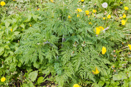 Stem of the cow parsley with young green deep carved serrated leaves on a glade among the other plants in spring overcast dayの写真素材