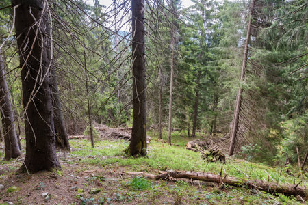 Spruce forest on the mountain slope, fragment with trunks of the old dry spruces and fallen trees on a foreground in overcast weatherの写真素材