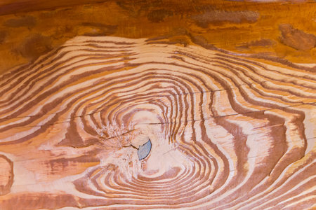 Fragment of the varnished natural spruce plank with knot and pronounced annual growth linesの写真素材