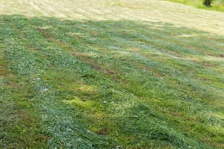 Windrows of the mown grass on a meadow in spring sunny day partly in shadeの写真素材