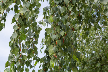 Branches of the old birch with green leaves and catkins, hanging down, close-up in selective focusの写真素材