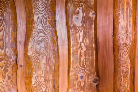Fragment of the wall covered with vertically arranged varnished natural spruce planks with pronounced annual growth linesの写真素材