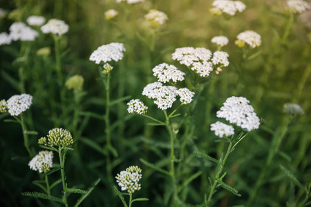 Inflorescences of the small white flowers of the yarrow in the tops of stems partly in a shade, close-up in selective focusの写真素材