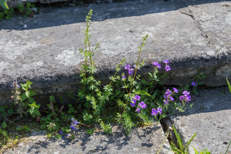 Different herbaceous blooming plants growing in cracks of the old abandoned stone stairs, view close-up in sunny spring dayの写真素材