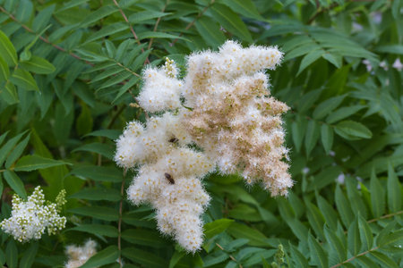 Inflorescences of the Sorbaria sorbifolia, also known as false spiraea against the leaves of the bush in overcast summer morningの写真素材
