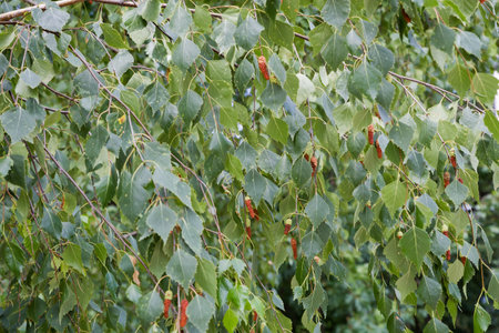 Branches of the old birch with green leaves and catkins, hanging down, close-up in selective focusの写真素材