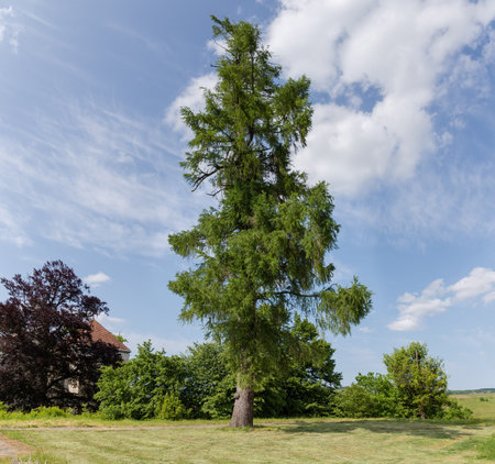 Old high larch detached growing on a meadow against the sky in spring sunny dayの写真素材