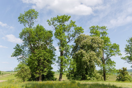 Different old deciduous trees growing on a meadow edge on a background of sky in spring sunny dayの写真素材