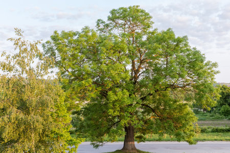 Old sprawling ash-tree growing next the road in morning light against the lightly cloudy sky at springtimeの写真素材