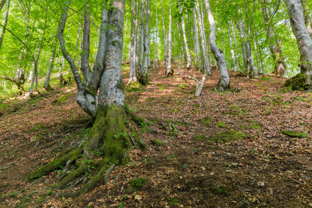 Section of the beech forest on a mountain slope in sunny spring morning, bottom-up view along the slopeの写真素材