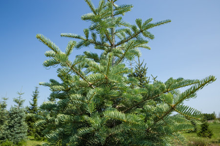 Part of the young tree of needle fir species against the clear sky in sunny summer dayの写真素材