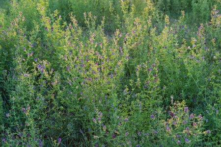 Blooming alfalfa on a field in the rays of the setting sun in summerの写真素材