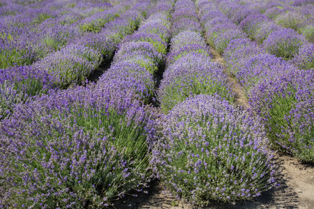 Rows of the bushes of blooming lavender on a field in sunny dayの写真素材