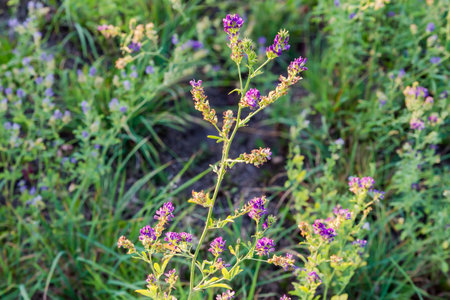 Stem of the blooming alfalfa on a field on a blurred background, view close-up at a shallow depth of fieldの写真素材