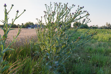 Plants of blooming Onopordum acanthium, also known as cotton thistle among the field on a blurred background of the trees and farm buildings on horizonの写真素材