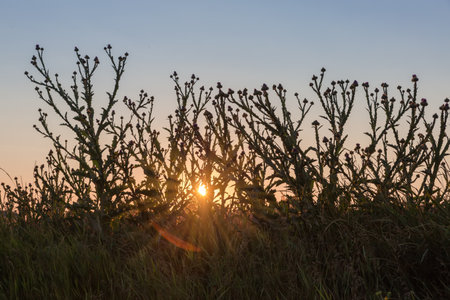 Silhouettes of the blooming Onopordum acanthium, also known as cotton thistle against the clear sky with setting sun in summer eveningの写真素材