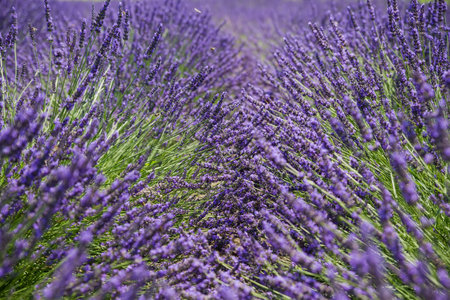 Bushes of the blooming lavender on a field in sunny day, close-up in selective focusの写真素材