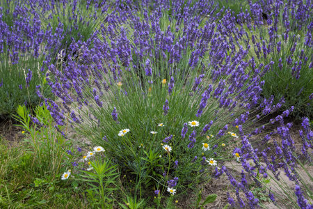 Bushes of the blooming lavender with chamomile on a foreground on a field in overcast dayの写真素材