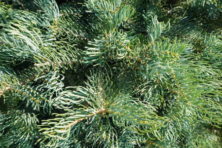 Branches of the young tree of needle fir in sunny summer day, fragment close-upの写真素材