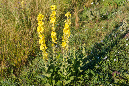 Blooming wild Verbascum, also known as mullein growing on a field in sunny morning