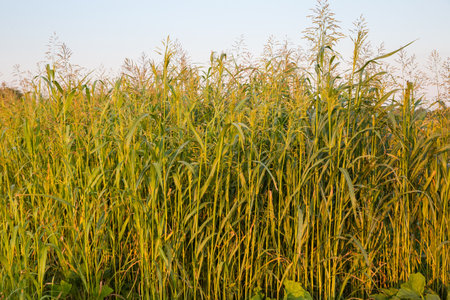 Plants of the Sudan grass with unripe ears on a field at sunset in summerの写真素材