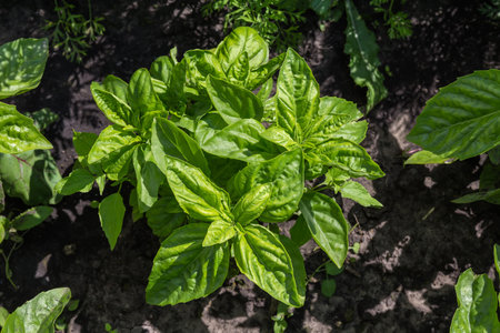 Bush of the green basil on a field on a background of the soil in sunny day, top viewの写真素材