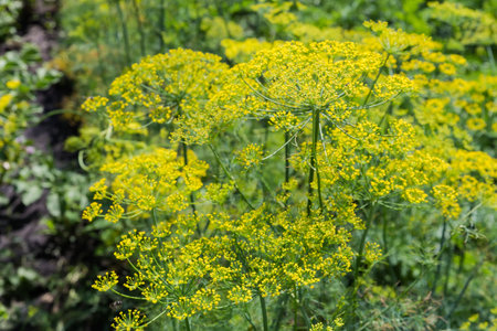Blooming dill with umbel inflorescences on a field  in sunny day, close-up in selective focusの写真素材