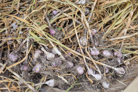 Freshly harvested bulbs of the purple striped garlic with partly dry stems and roots, top viewの写真素材