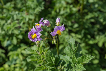 Purple flowers on the stems tops of the blooming potatoes on a field in the sunny day, close-up on a blurred background of potatoes leavesの写真素材