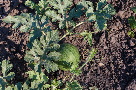 Creeping stem of the watermelon with leaves, tendrils and young smal striped green fruit, top view on a background of the soil in sunny morningの写真素材