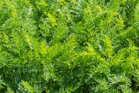 Carrot tops on a field in sunny day close-up, backgroundの写真素材