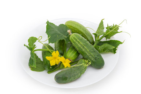 Freshly harvested green cucumbers with stem with leaves, tendrils and flowers on a white dish on a white backgroundの写真素材