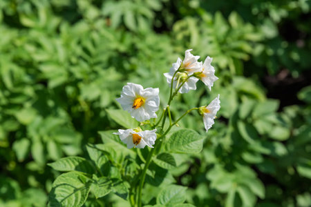 White flowers on the stems tops of the blooming potatoes on a field in the sunny day, close-up on a blurred background of potatoes leavesの写真素材