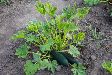 Bush of blooming zucchini with spotty leaves and dark green fruits on a field on a background of the soilの写真素材