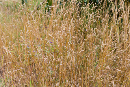 Bushes of the dry wild growing grass with ears on the high stems in overcast day on a blurred background, close-up in selective focusの写真素材