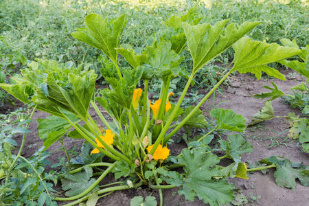 Bush of the blooming vegetable marrow on a field on a background of the soilの写真素材