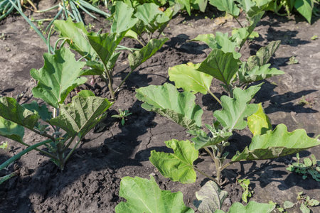 Young plants of the eggplant on a field on a background of the wet soil after a rain in sunny dayの写真素材
