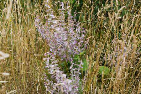 Stems of the blooming Salvia sclarea, also known as clary sage among the tall dry grass in overcast dayの写真素材