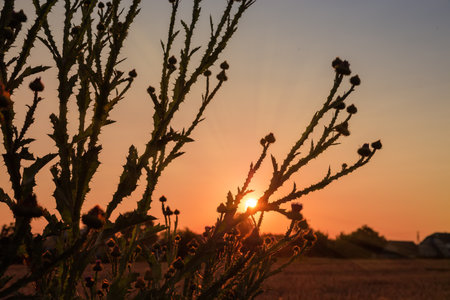 Silhouettes of the stems of blooming Onopordum acanthium, also known as cotton thistle on a background of the setting sun on a clear sky in summer in the back lightの写真素材
