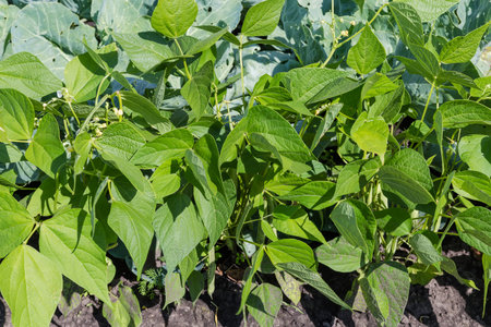Plants of the kidney bean with white flowers and unripe green pods on a field on a background of the soil and other vegetables in sunny day, view from the lower shooting pointの写真素材