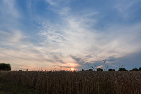 Fragment of the sky with different types of clouds with wheat field on a foreground in summer at sunsetの写真素材
