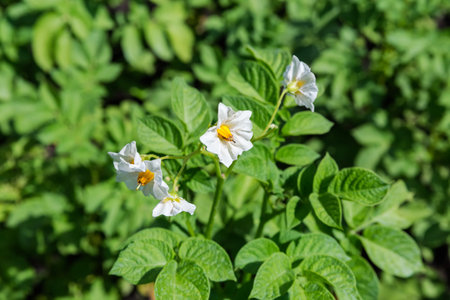 White flowers on the stems tops of the blooming potatoes on a field in the sunny day, close-up on a blurred background of potatoes leavesの写真素材