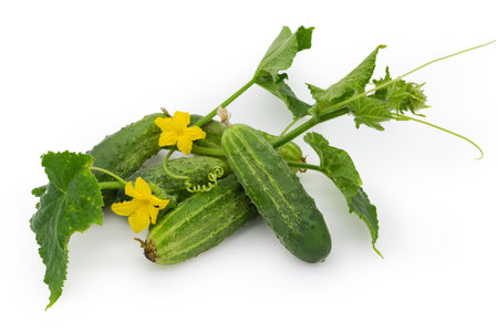 Freshly harvested green cucumbers with stem with leaves, tendrils and flowers on a white backgroundの写真素材