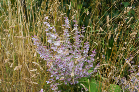 Stems of the blooming Salvia sclarea, also known as clary sage among the tall dry grass in overcast dayの写真素材