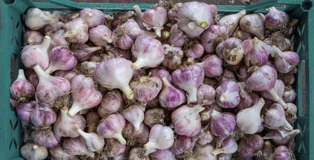 Freshly harvested bulbs of the purple striped garlic with edged stems and roots in plastic container, top view close-upの写真素材