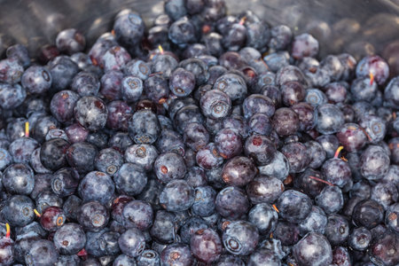 Freshly harvested wild bilberries in the metal bowl, fragment close-up in selective focusの写真素材